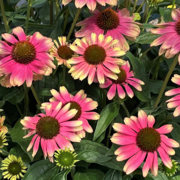Jeżówka Echinacea Kismet Pink Lemonade