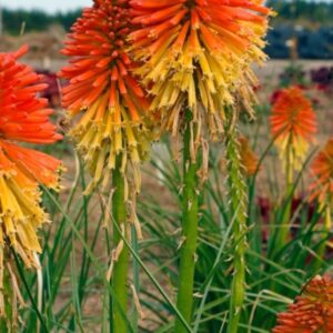 Trytoma Kniphofia Poco Daybreak 1 szt