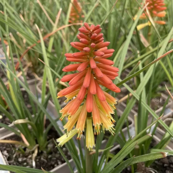 Trytoma Kniphofia Rocket Jr.