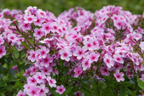 Floks Wiechowaty Early Lavender Pop