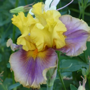 Kosaciec bródkowy Let's Fly