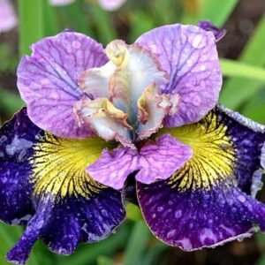 Kosaciec syberyjski On Mulberry Street