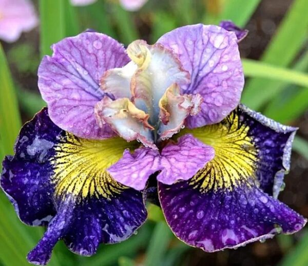 Kosaciec syberyjski On Mulberry Street