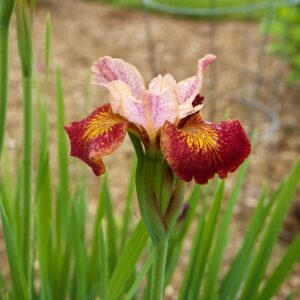 Kosaciec syberyjski Paprikash