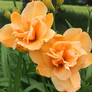 Liliowiec Hemerocallis  Peach Magnolia