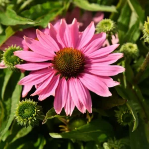 Jeżówka Echinacea Pearl Light Pink