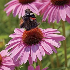 Jeżówka Echinacea Pink Skipper