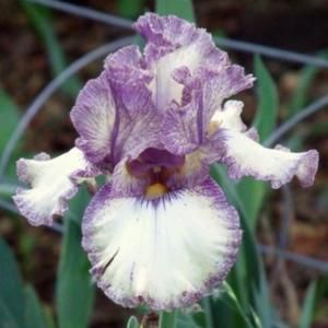 Kosaciec bródkowy Progressive Attitude