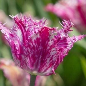 Tulipan Strzępiasty Purple Circus