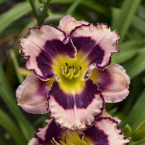 Liliowiec Hemerocallis  Purple flame