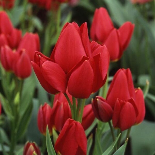 Tulipan Wielokwiatowy Red Georgette