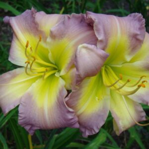 Liliowiec Hemerocallis  Regency Heights