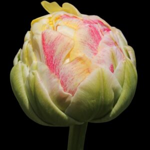 Tulipan Pełny Sprinkle Dip