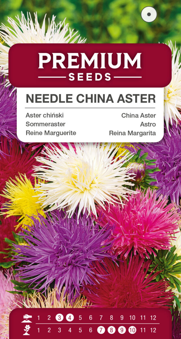 Aster chiński Igiełkowy mieszanka 1g