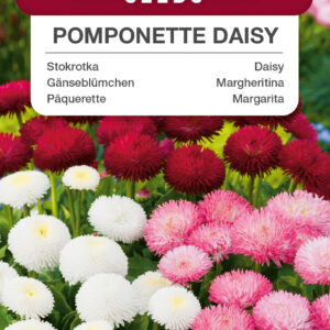 Stokrotka pomponette mieszanka 0,1g