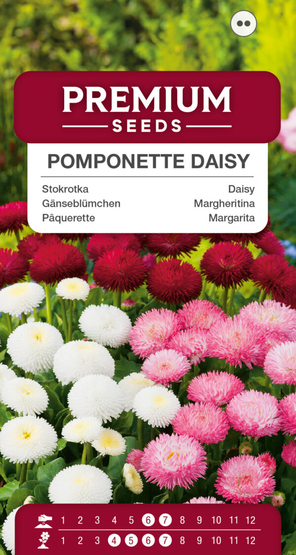 Stokrotka pomponette mieszanka 0,1g