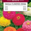 Cynia wytworna daliowa mix