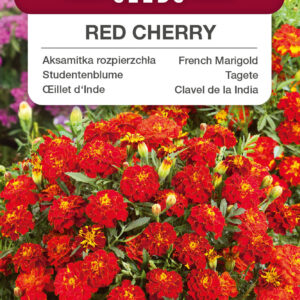 Aksamitka rozpierzchła Red Cherry 1g