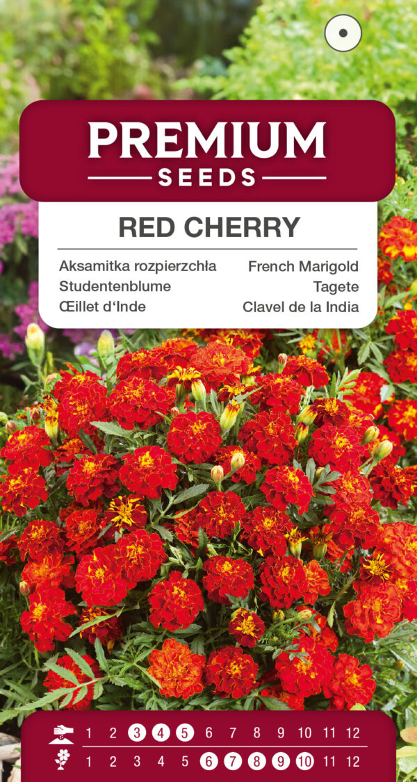 Aksamitka rozpierzchła Red Cherry 1g