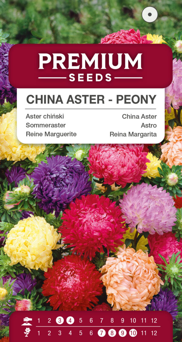 Aster chiński peoniowy mieszanka 1g