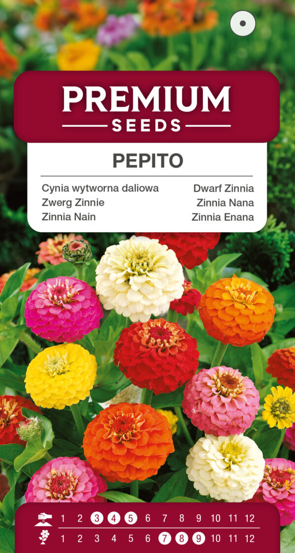 Cynia wytworna daliowa mix karłowa Pepito
