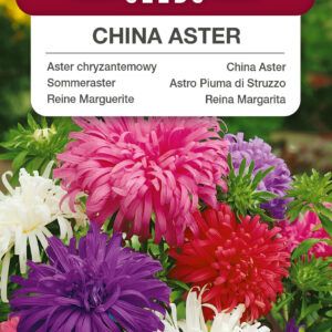 Aster chryzantemowy mieszanka 1g