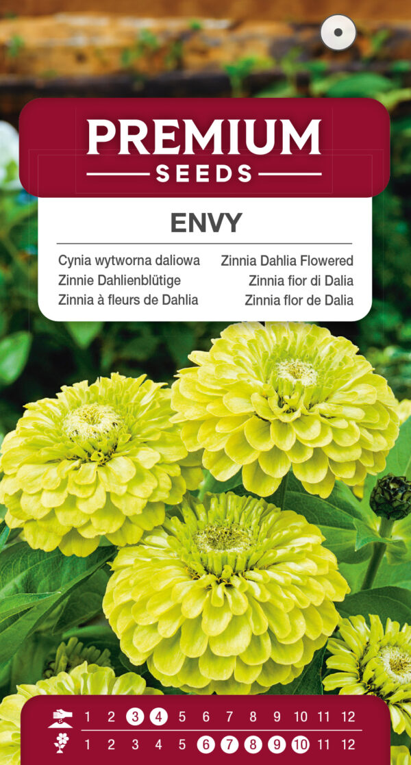 Cynia wytworna daliowa Envy 1g