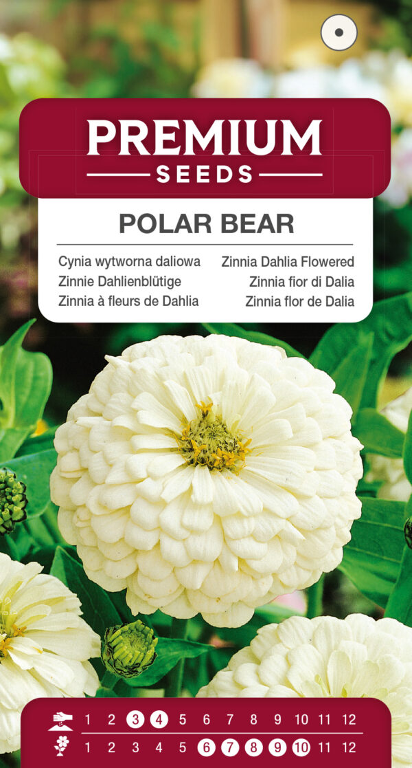Cynia wytworna daliowa Polar Bear 1g