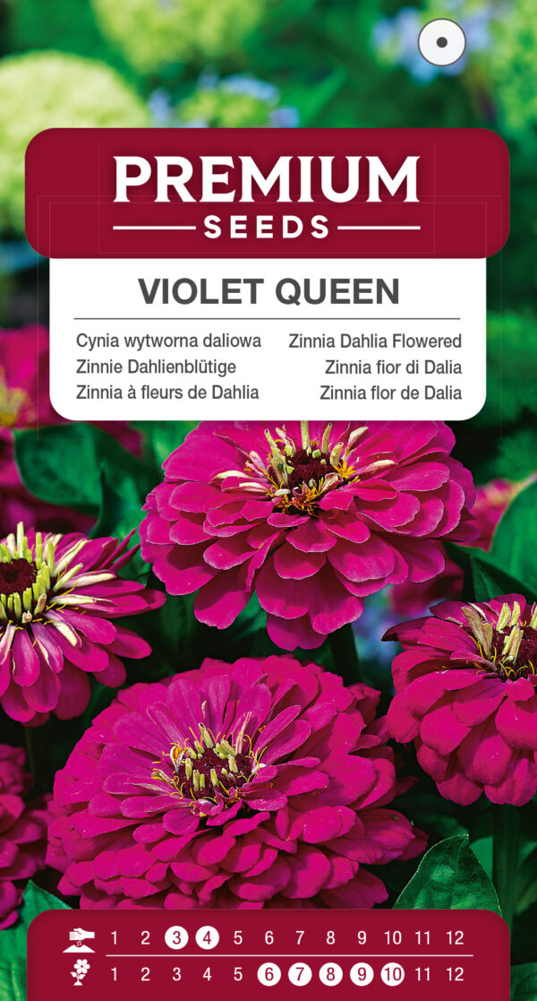 Cynia wytworna daliowa Violet Queen 1g