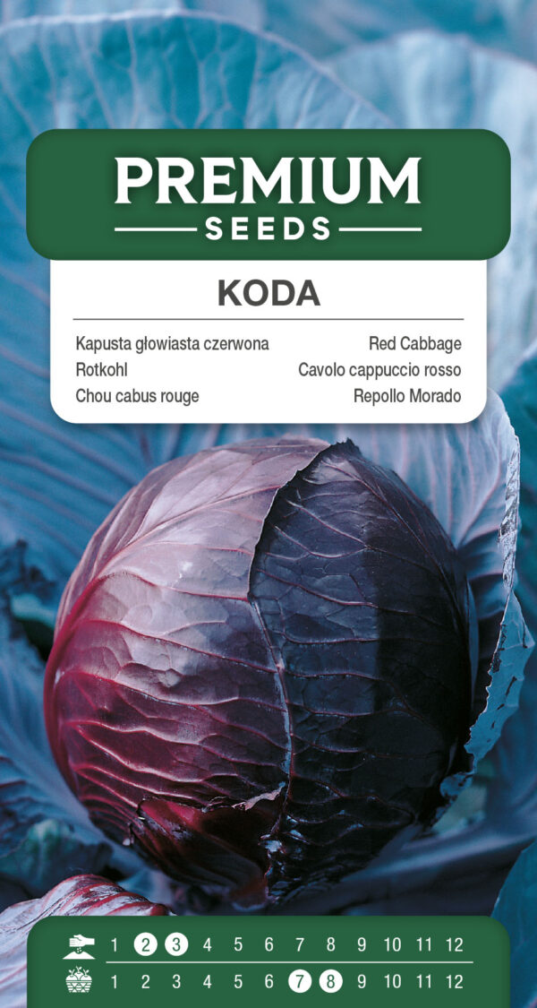 Kapusta głowiasta czerwona Koda 1g
