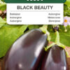 Bakłażan Black Beauty 1g