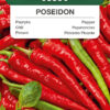 Papryka Poseidon 0,5g