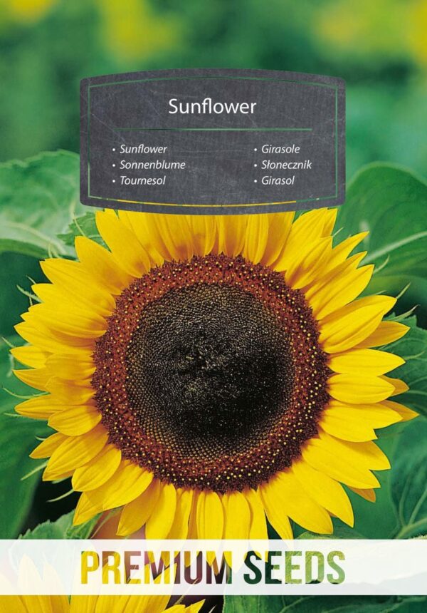 Słonecznik ogrodowy jadalny