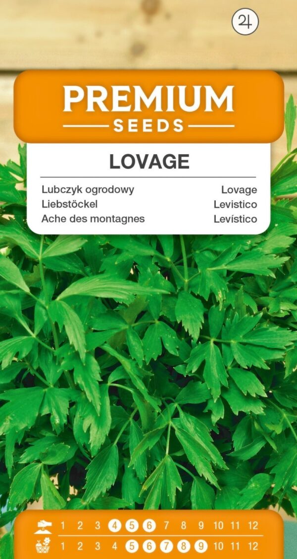 Lubczyk ogrodowy