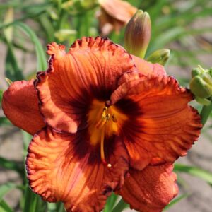 Liliowiec Hemerocallis  San Louis Halloween