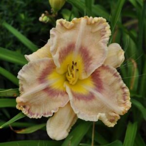 Liliowiec Hemerocallis  Sink Into Your Eyes