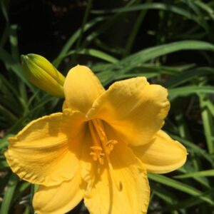 Liliowiec Hemerocallis  Stella de oro