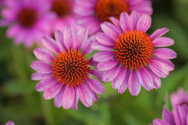 Jeżówka Echinacea SunMagic Vintage Pink