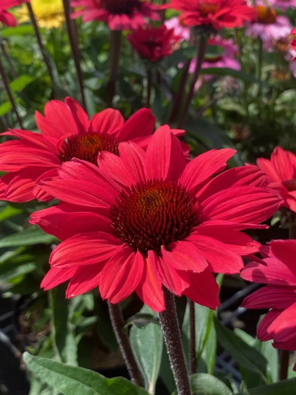 Jeżówka Echinacea SunSeekers Red