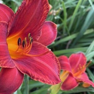 Liliowiec Hemerocallis Toreador's Cape