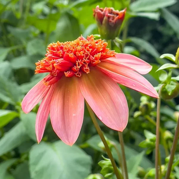 Dalia Anemonowa Totally Tangerine