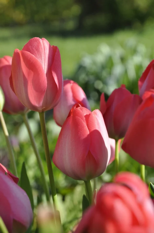 Tulipan Van Eijk