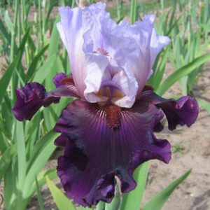 Kosaciec bródkowy Visiting Royality