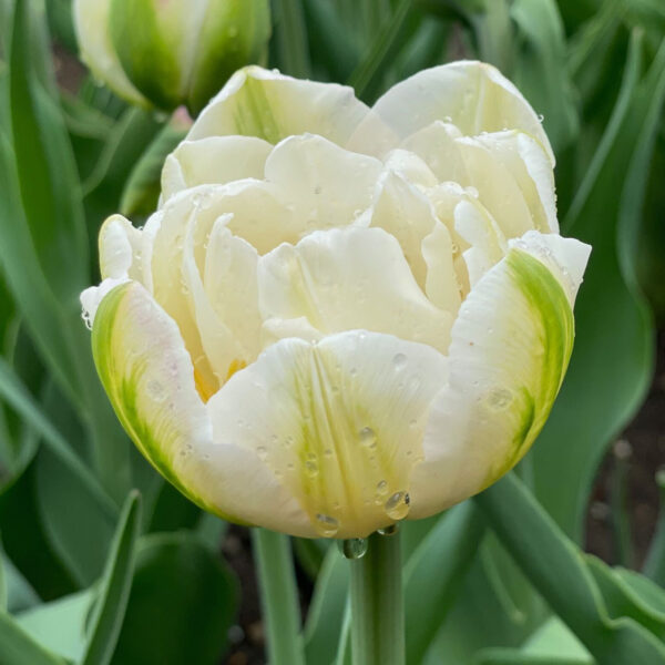 Tulipan Pełny White Mountain