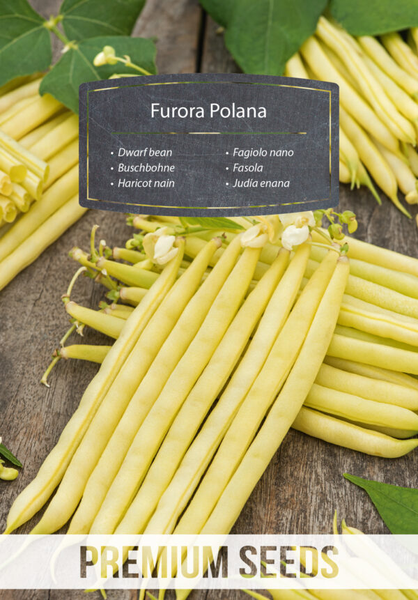 Fasola szparagowa Furora Polana 25g