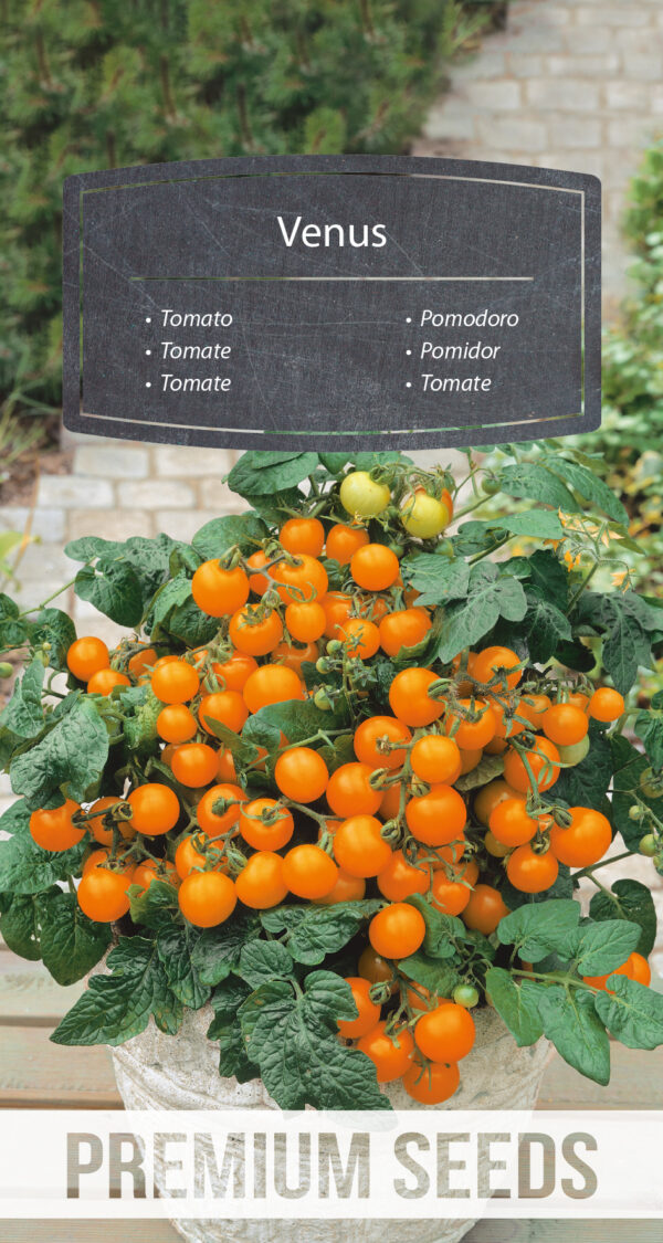 Pomidor Venus niski typ cherry