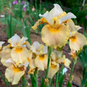 Kosaciec syberyjski White Amber