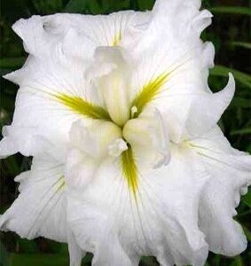 Kosaciec japoński White Ladies