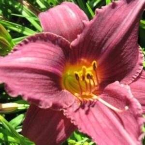 Liliowiec Hemerocallis Wine Festival 