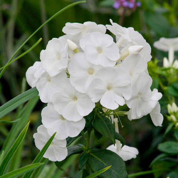 Floks Wiechowaty Younique White